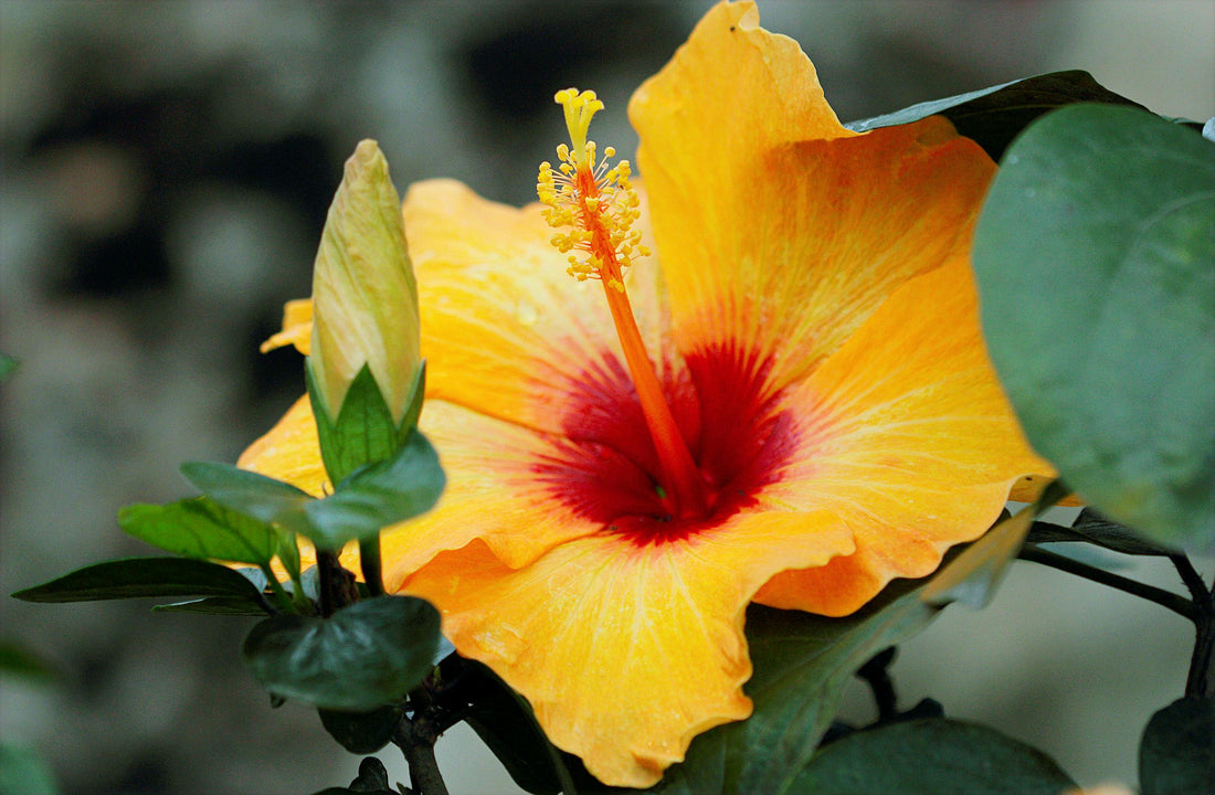 The Amazing Benefits of Hibiscus: Nature's Superflower